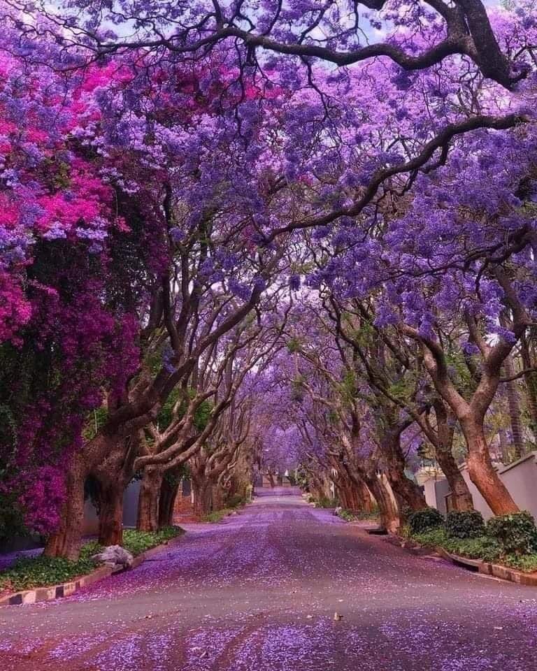 Purple Paradise: Johannesburg's Magical Jacaranda Season